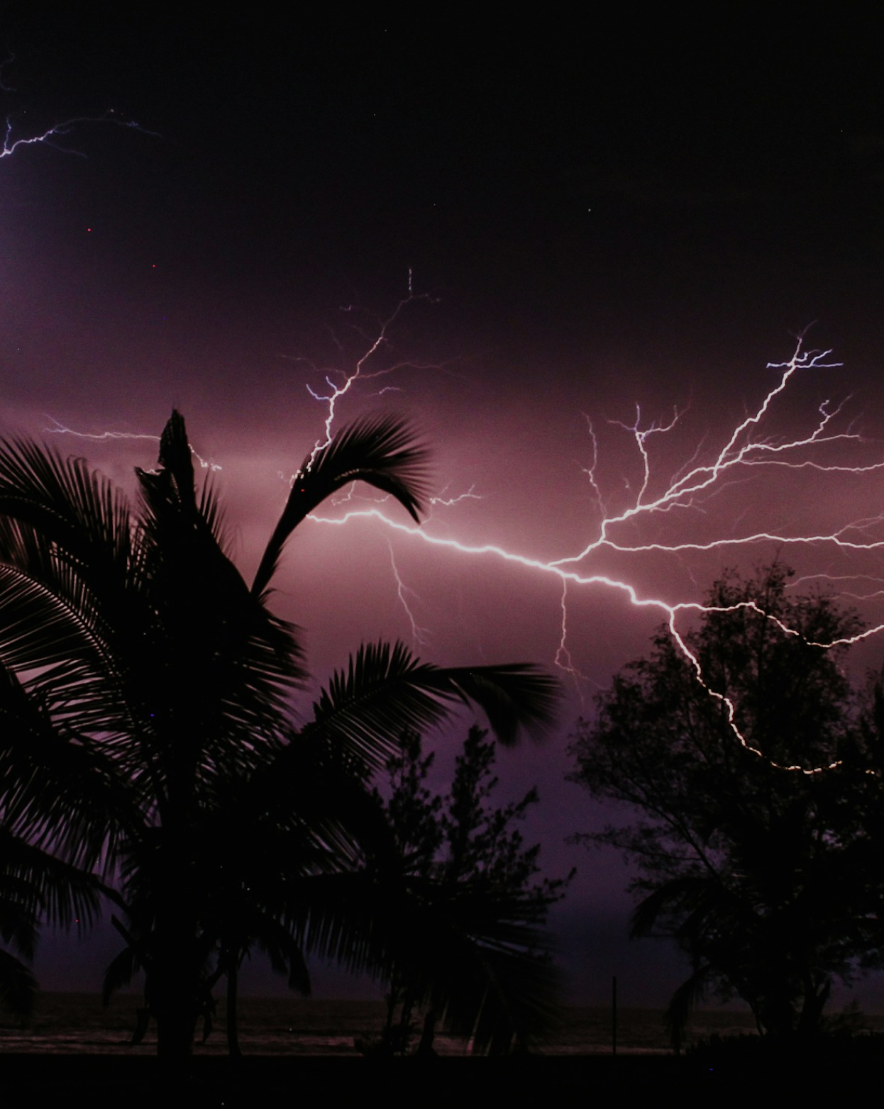 Lightning storm with palm trees